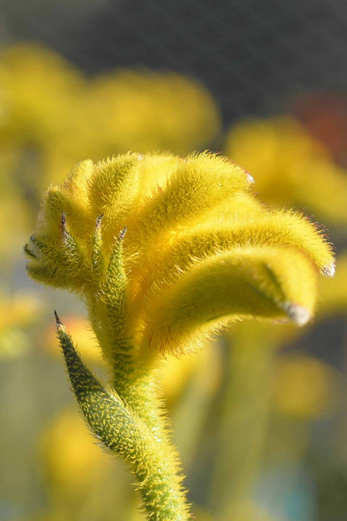 Anigozanthos Yellow Gem Flower