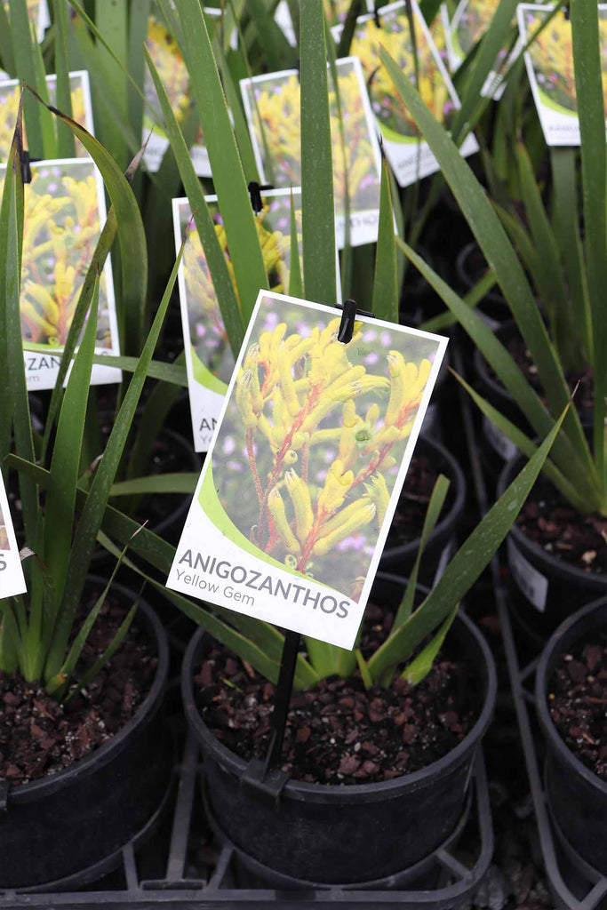 Anigozanthos Yellow Gem label