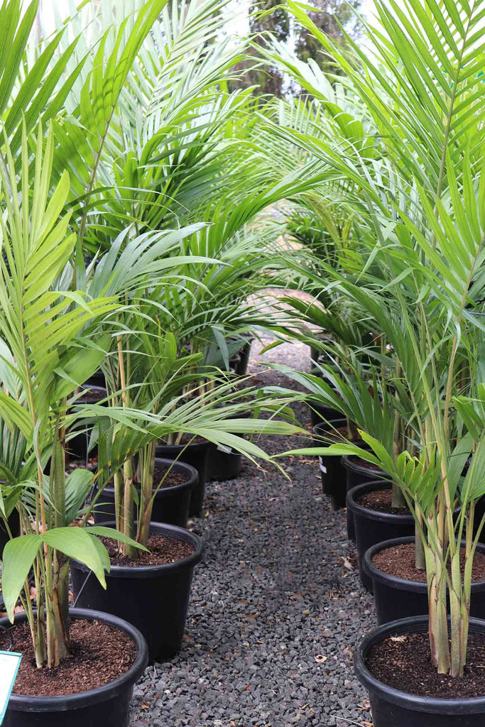 Rows of Archontophoenix cunninghamiana in black pots