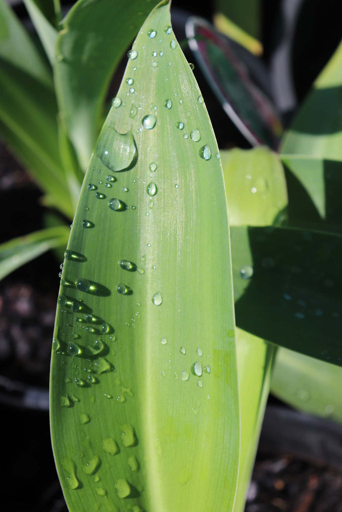 Close up of the Arthropodium cirratum 'Matapouri Bay' leaf with water droplets 