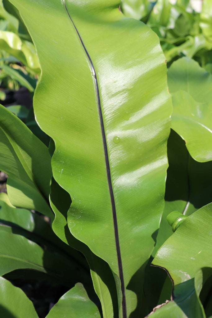 closeup of Asplenium Nidus green foliage