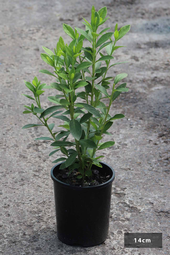 Azalea indica Alba Magnifica in a 14cm black pot