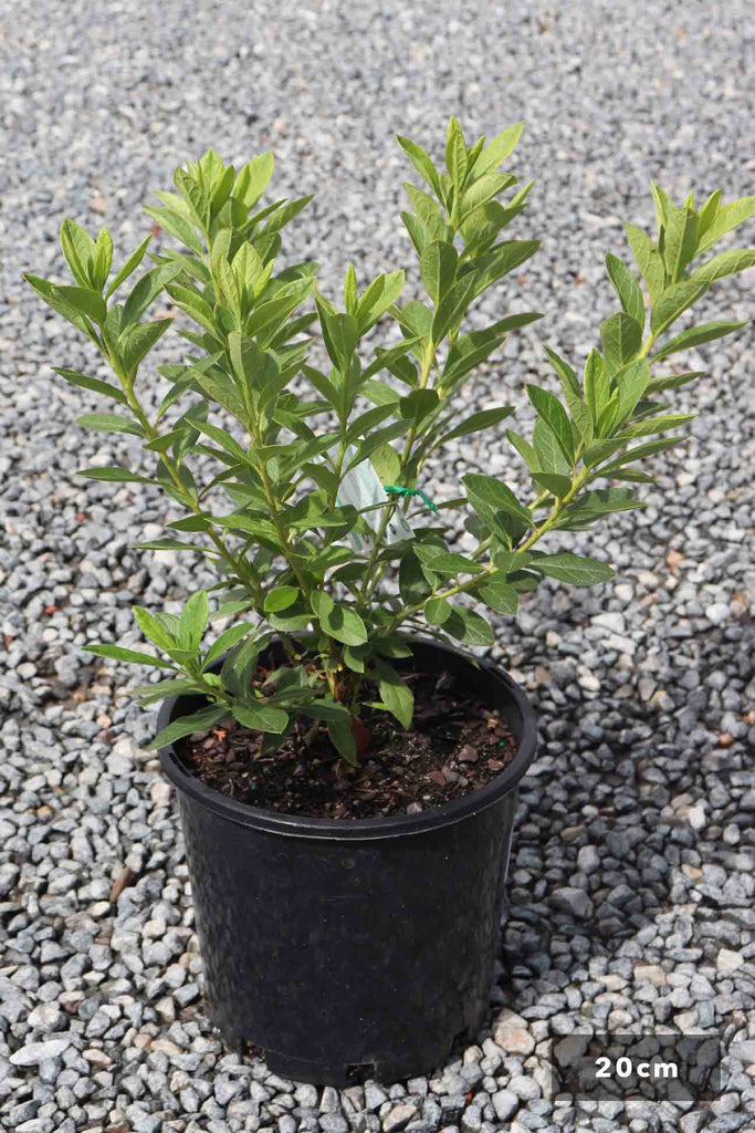 Azalea indica 'Alba Magnifica' in a 20cm black pot