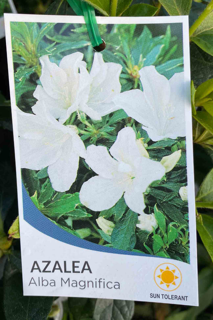 Azalea indica Alba Magnifica plant label