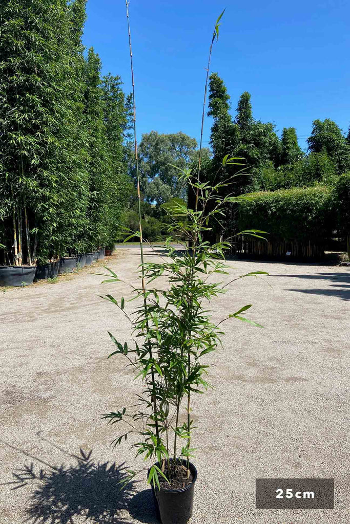 Bambusa textilis Gracilis in a 25cm black pot