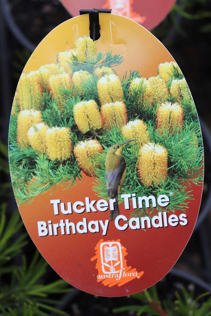 Banksia spinulosa 'Birthday Candles' label