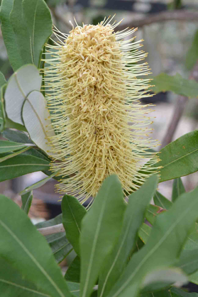 Close up of the Banksia Integrifolia flower surrounded by foliage