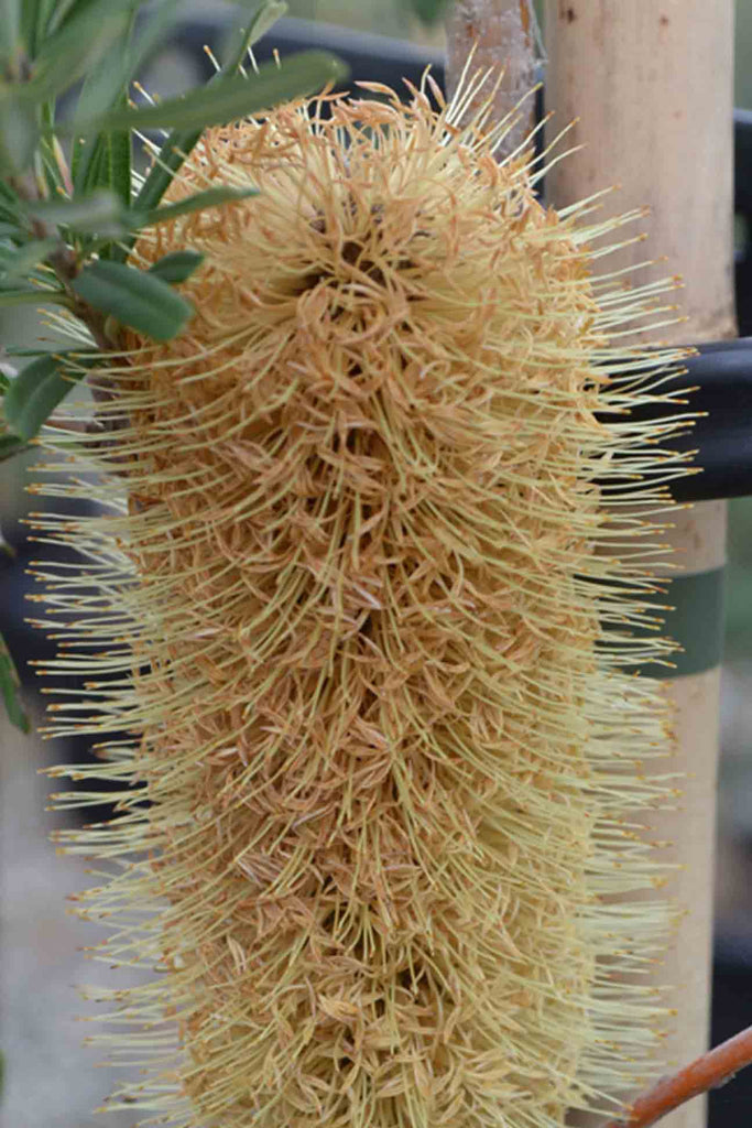 close up of Banksia Marginata flower which is a golden yellow and some green foliage