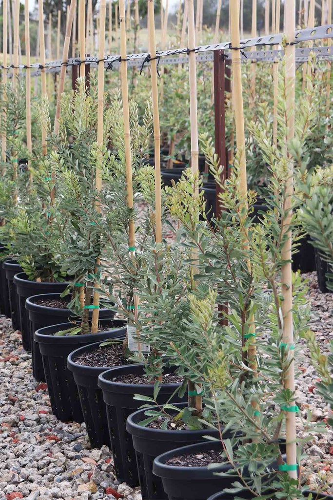 rows of Banksia marginata in black pots