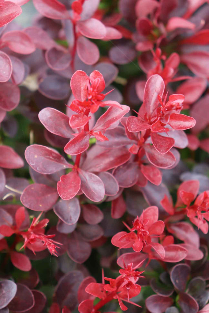 Berberis thunbergii 'Little Favourite' rich reddish/purple foliage