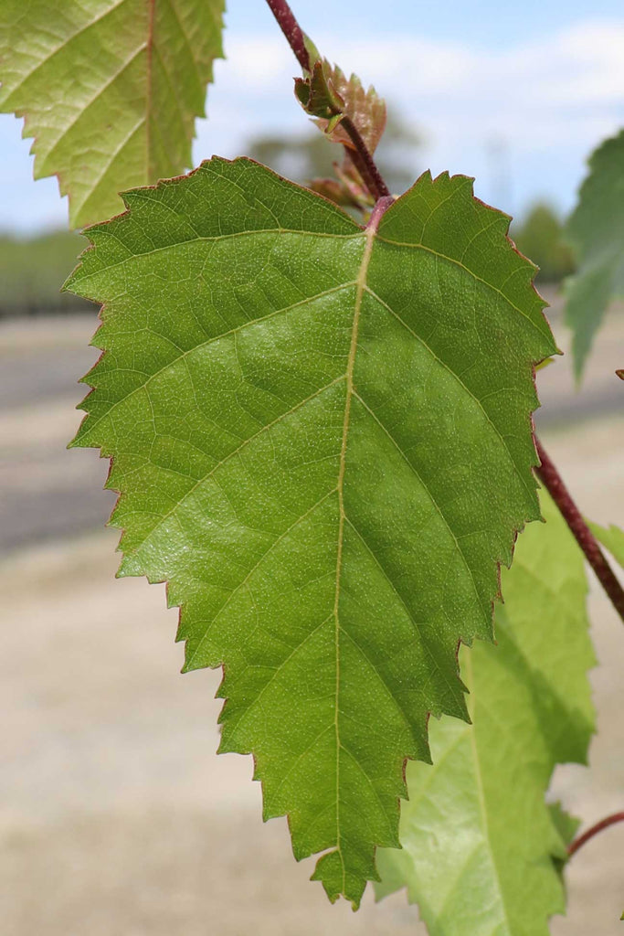 Close Up Of The Betula Pendula Alba Foliage