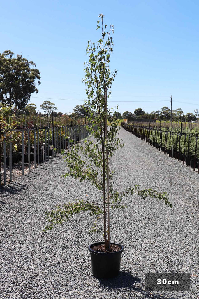 Betula pendula 'Dalecarlica' in a 30cm black pot