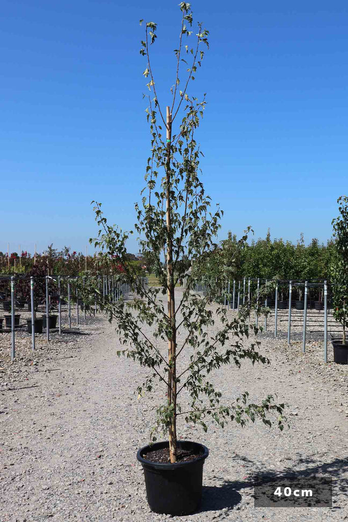 Betula pendula 'Dalecarlica' in a 40cm black pot