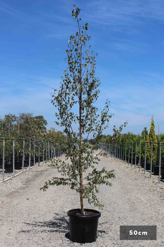 Betula pendula 'Dalecarlica' in a 50cm black pot