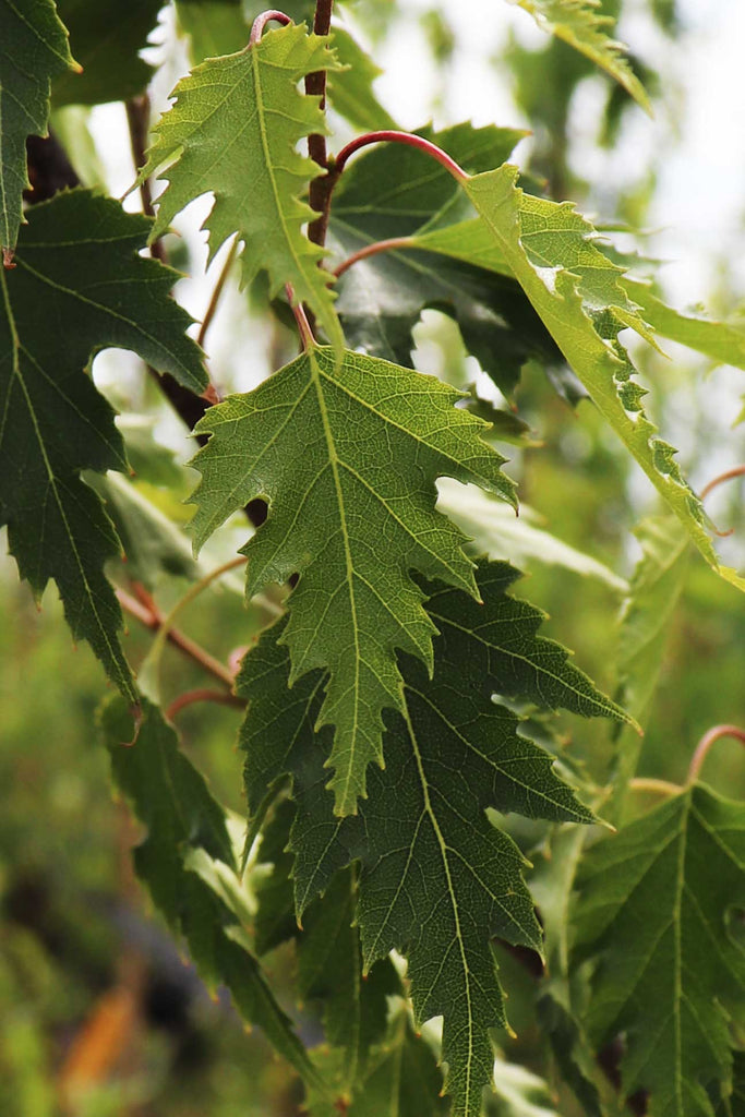 close up of the Betula Pendula Dalecarlica foliage