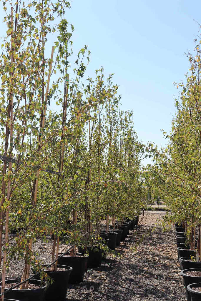 rows of Betula pendula 'Dalecarlica' in black pots