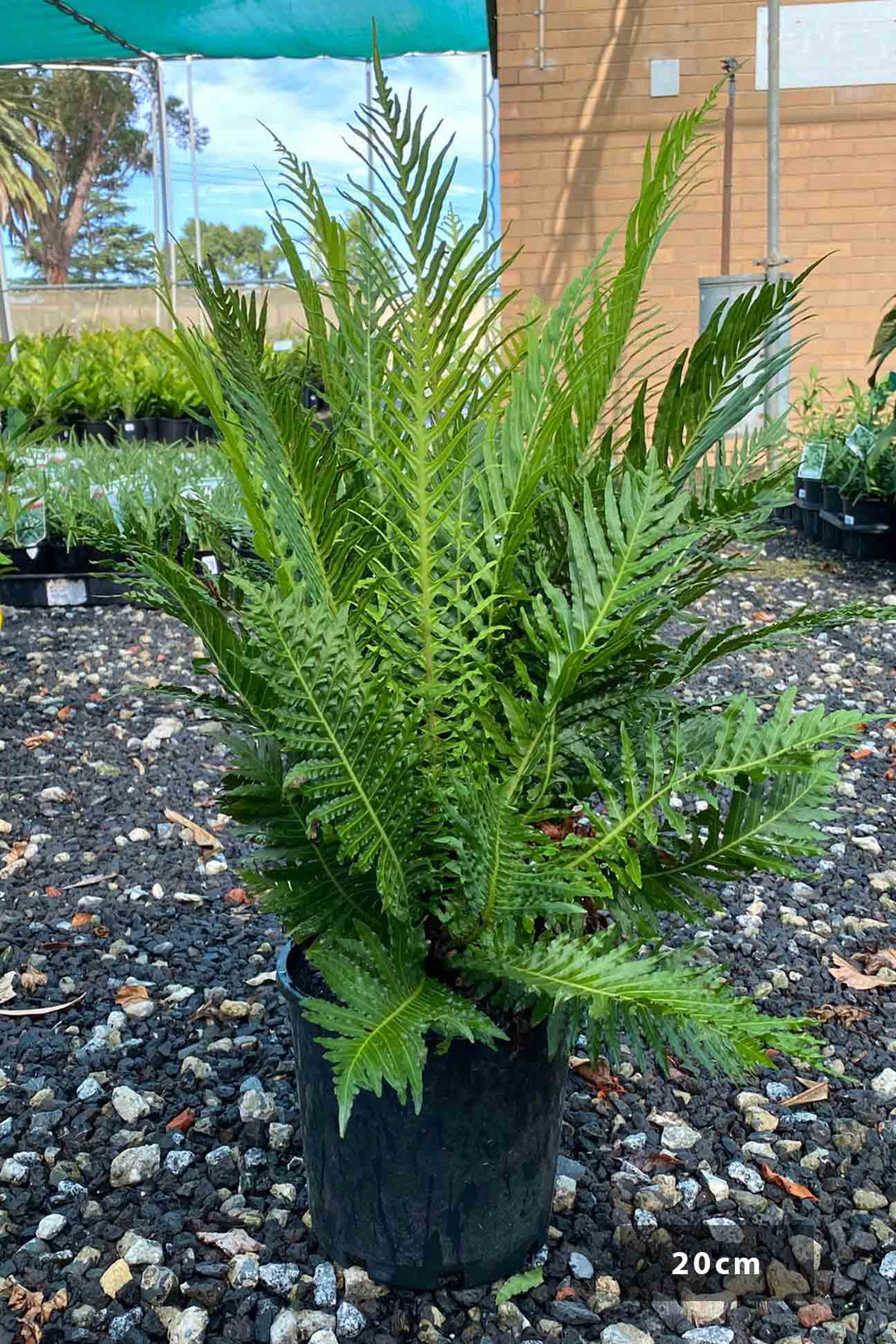 Blechnum gibbum 'Silver Lady' – Dinsan Nursery