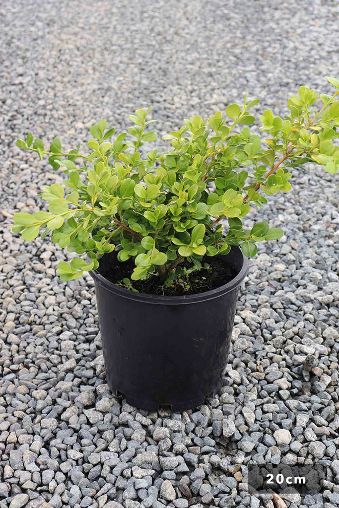 Buxus Michrophylla Japonica in a 20cm black pot