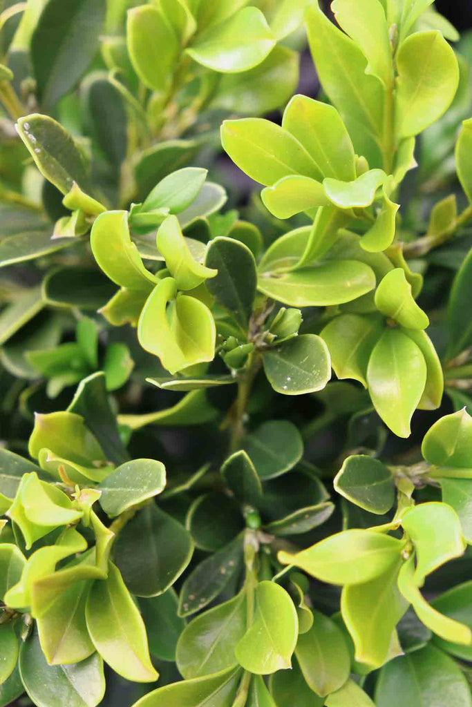 close up of Buxus Microphylla Japonica green foliage