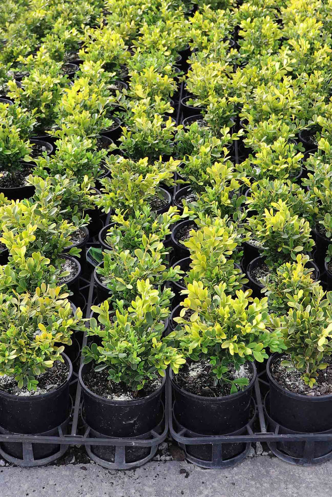 rows of Buxus Microphylla Japonica in black pots