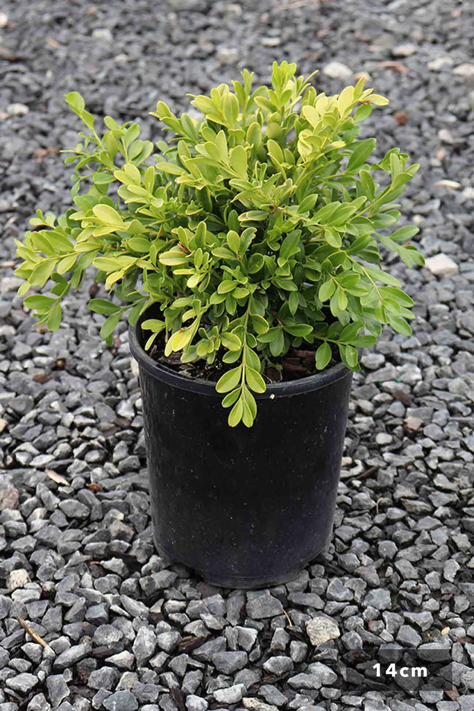 Buxus Microphylla Microphylla 14cm in black pot
