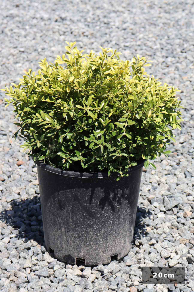 Buxus microphylla Microphylla in a 20cm black pot