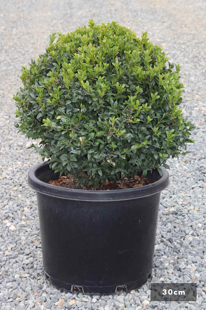 Buxus sempervirens Topiary Balls in a 30cm black pot