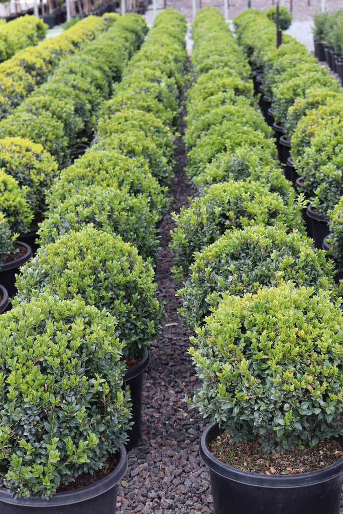 Rows of Buxus sempervirens Topiary Balls in black pots