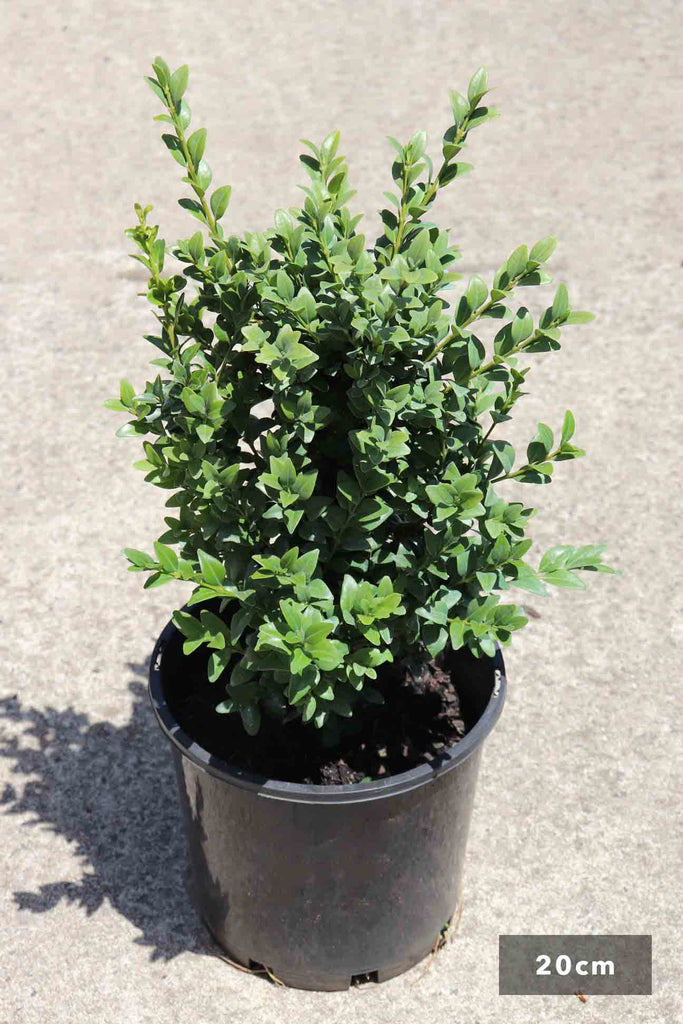 Buxus Sempervirens 20cm in black pot