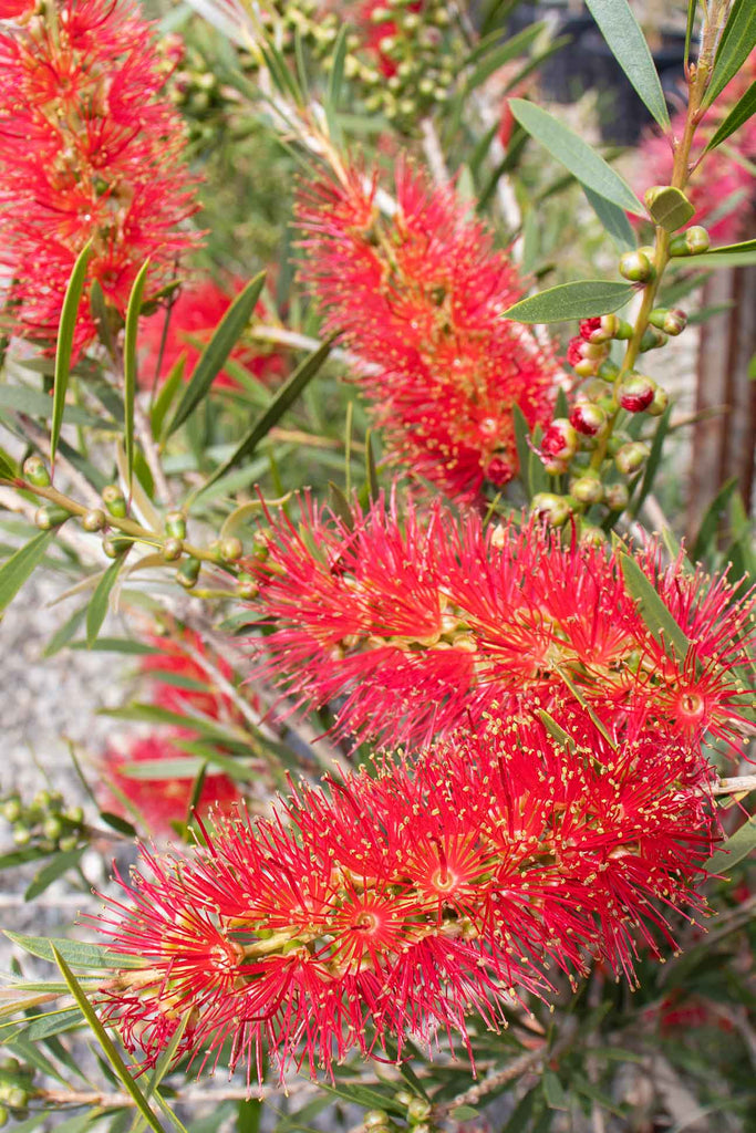 Close Up Of The Callistemon Citrinus Kings Park Special Bottlebrush Flower and Green Foliage