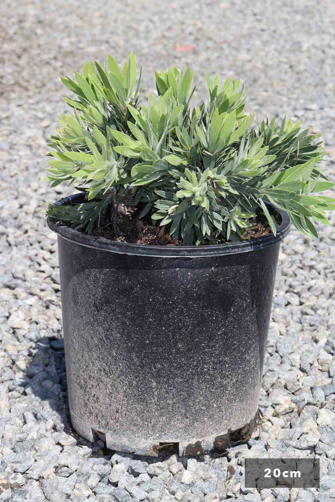 Callistemon viminalis 'Little John' in 20cm black pot