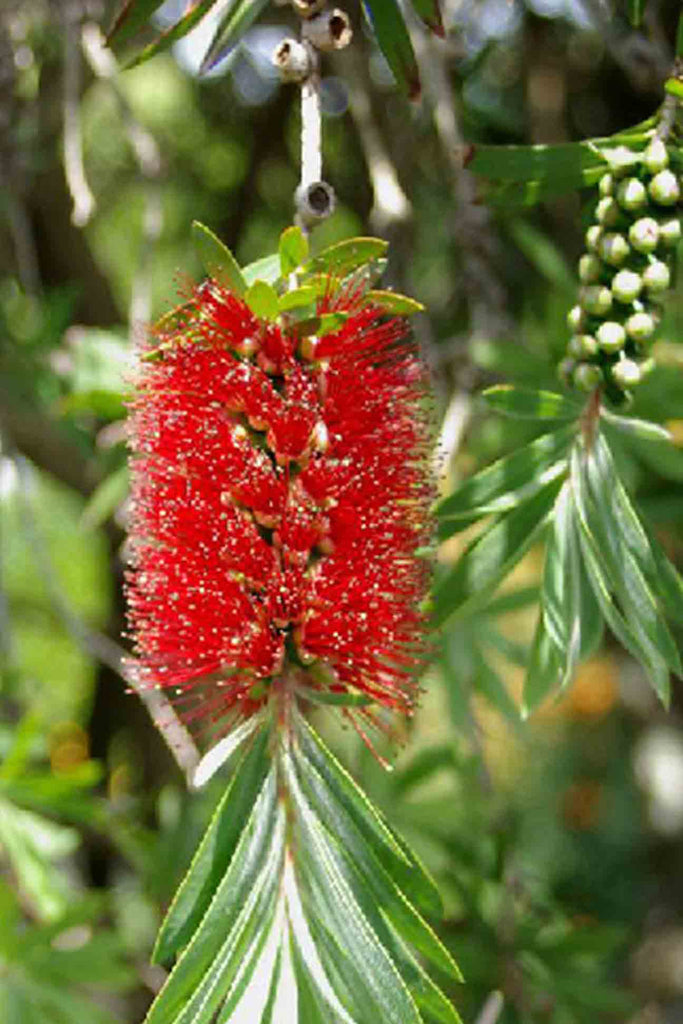 close up of the Callistemon Little John red flowers and green foliage