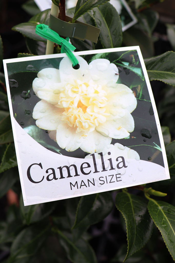 Camellia japonica Man Size label