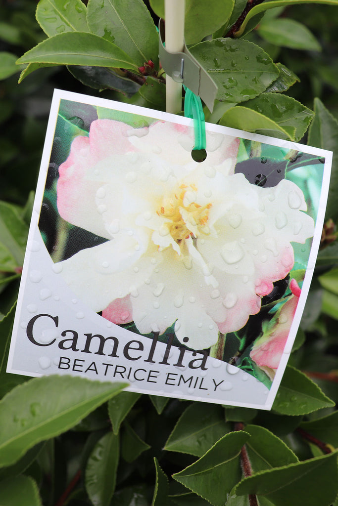 Camellia Beatrice Emily label