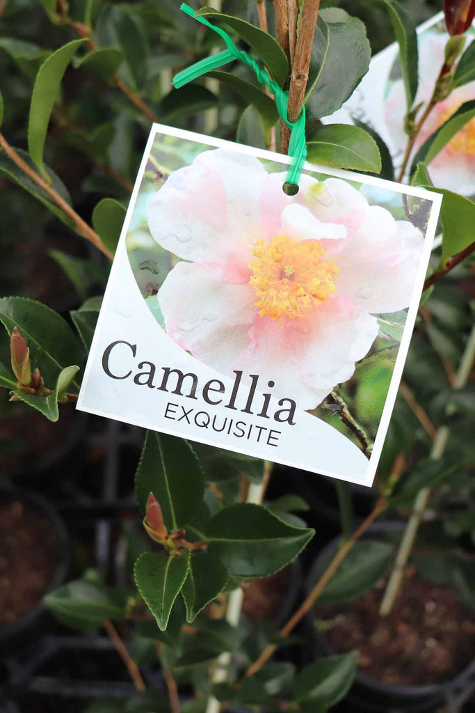 Camellia Exquisite label