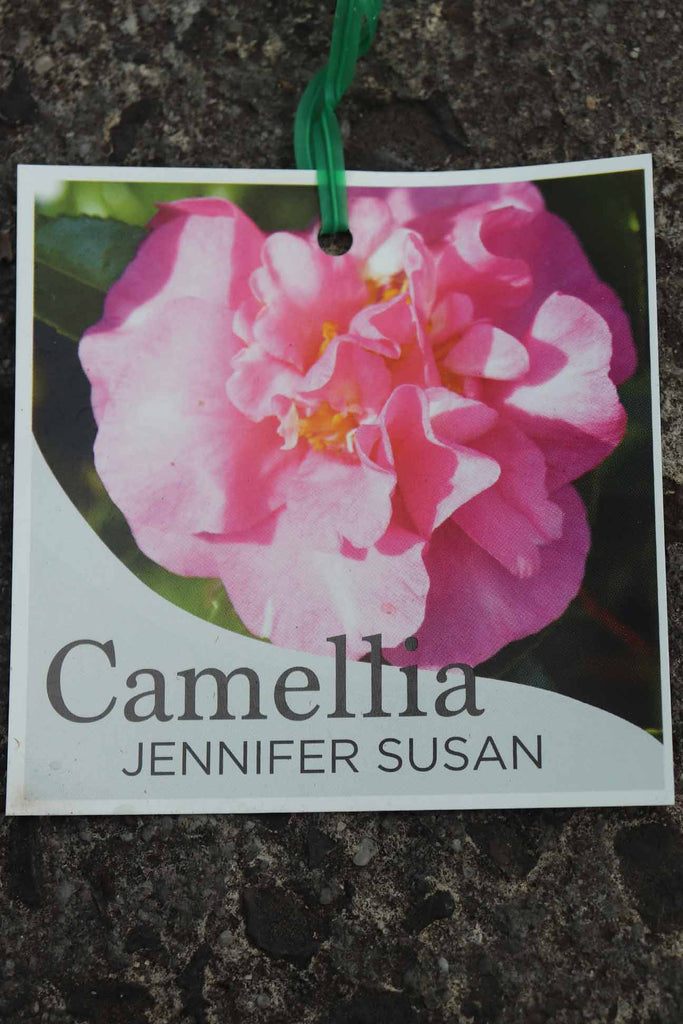 Camellia Jennifer Susan plant label