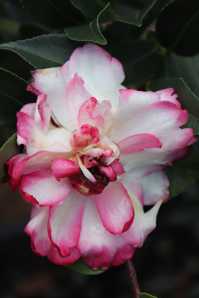 Camellia sasanqua Paradise Blush flower close up