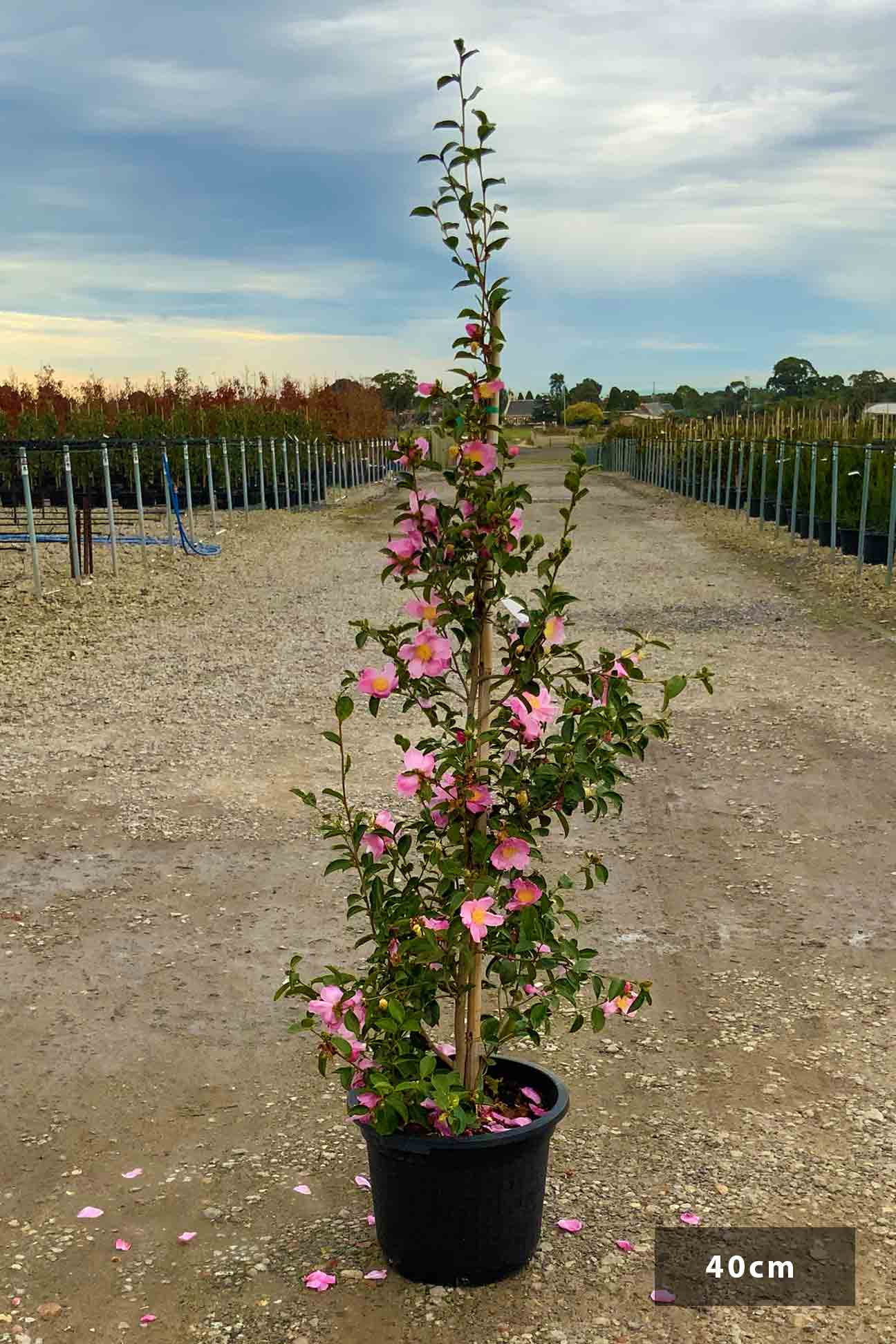 Camellia sasanqua 'Plantation Pink' – Dinsan Nursery