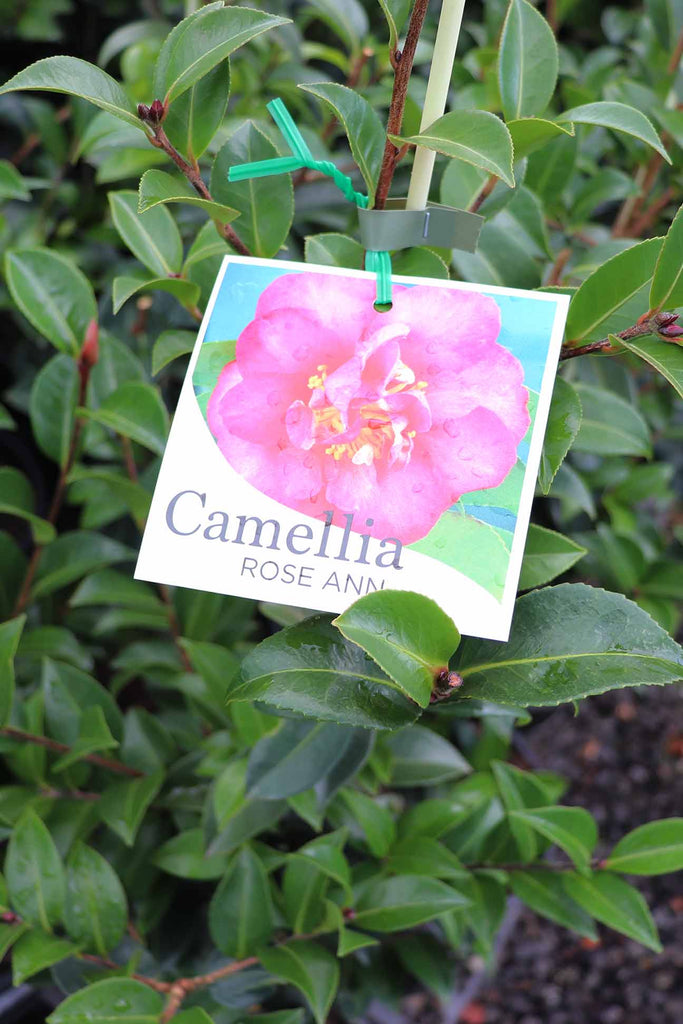 Camellia Rose Ann label