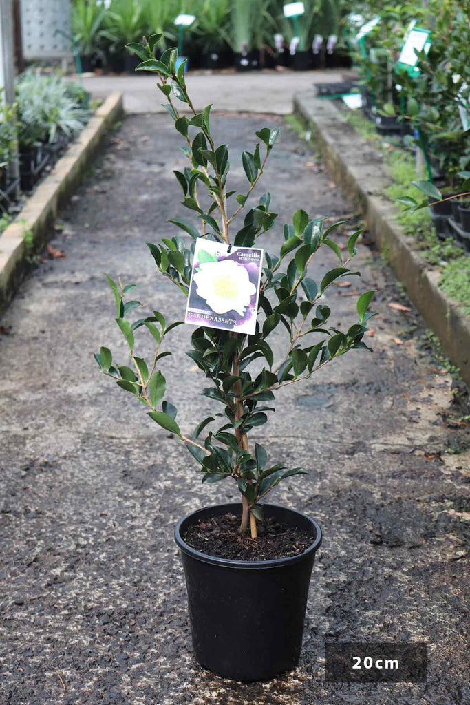 Camellia sasanqua Setsugekka in a 20cm black pot