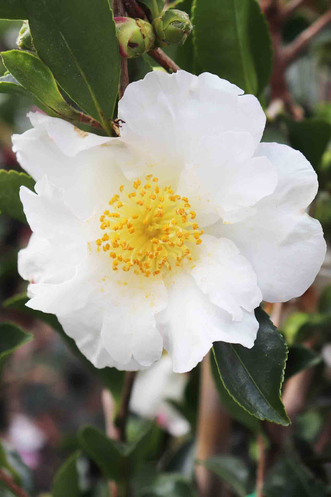 Camellia sasanqua Setsugekka's large white flower with a yellow centre