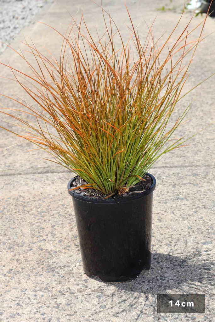 Carex testacea in a 14cm black pot