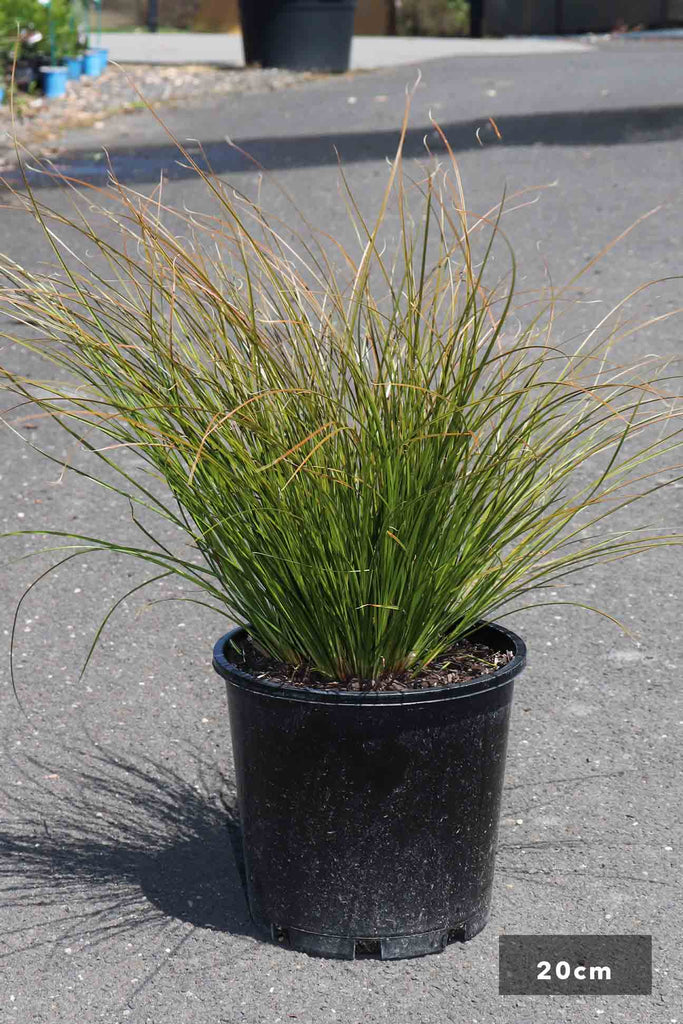 Carex testacea in a 20cm black pots