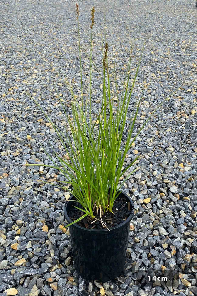 Carex appressa in a 14cm black pot