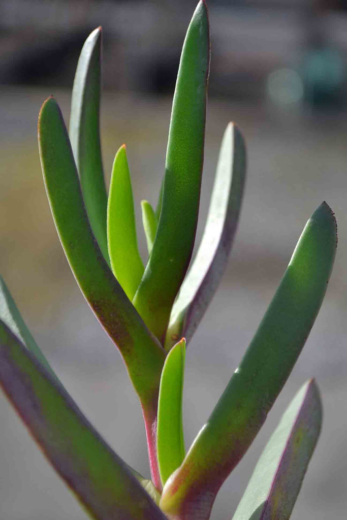 close up of the Carpobrotus Rossi foliage
