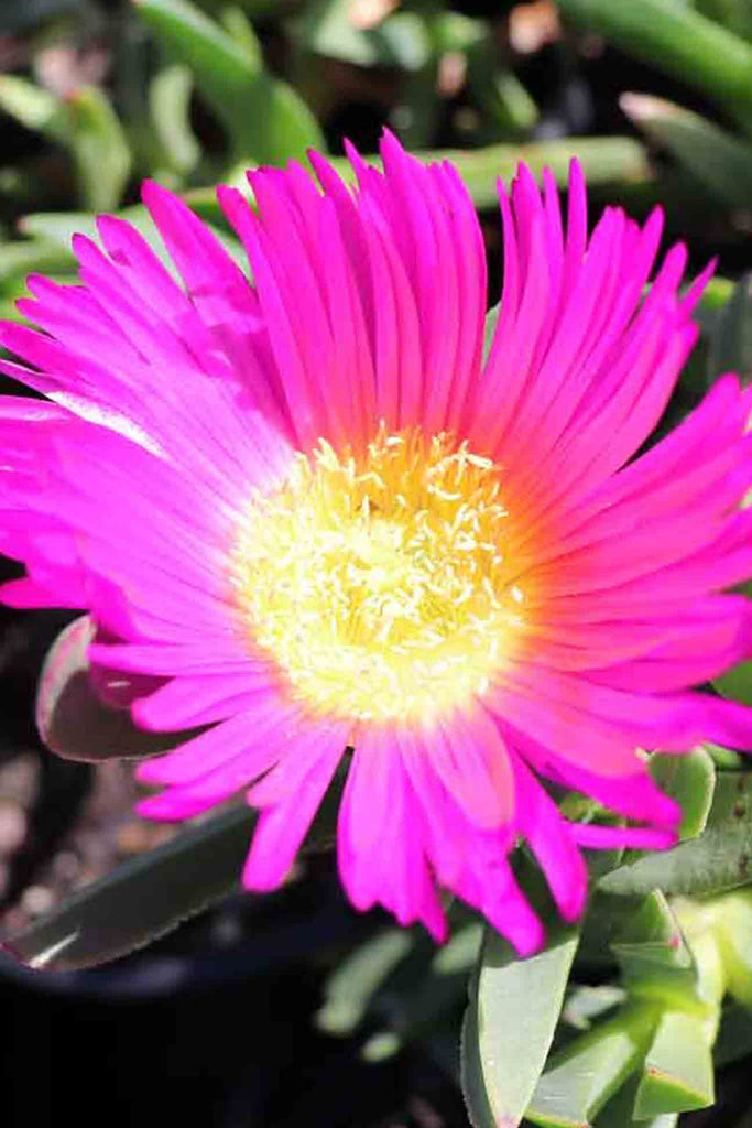 close up of the Carpobrotus Rossi pink flower
