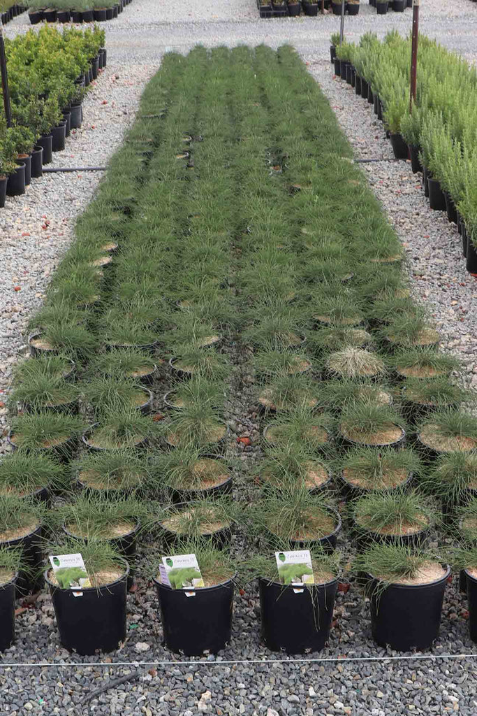 A group of Casuarina Cousin It in 20cm black pots.