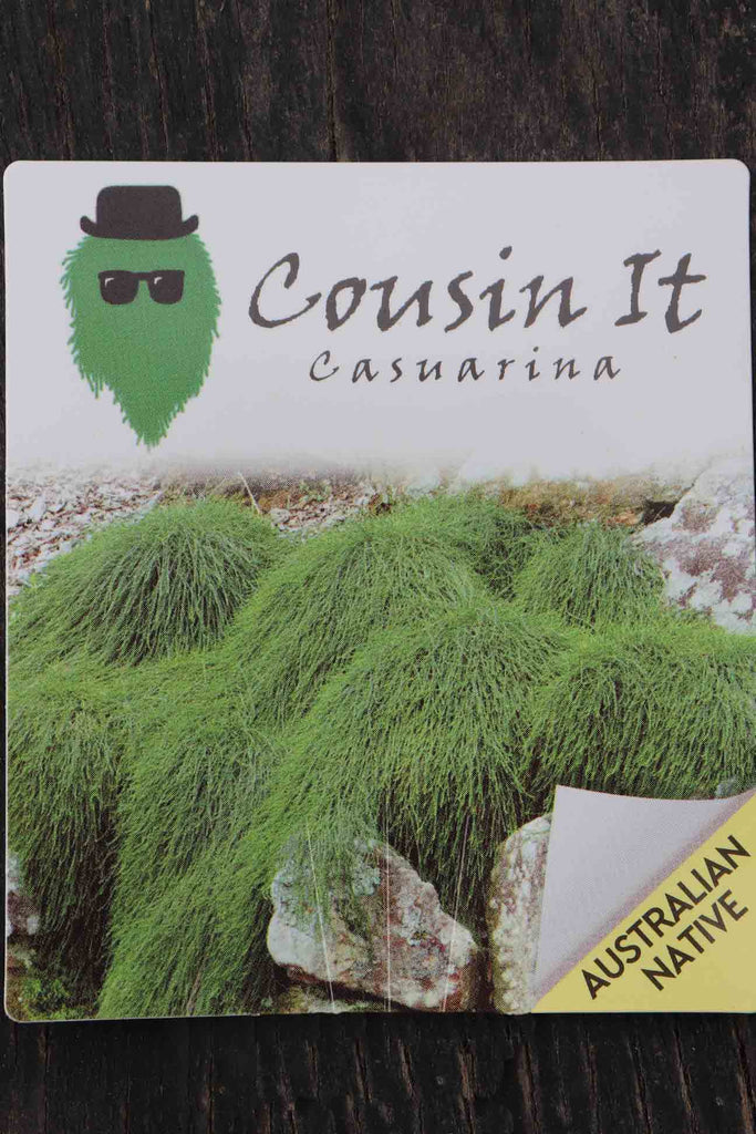 A Casuarina Cousin It label.