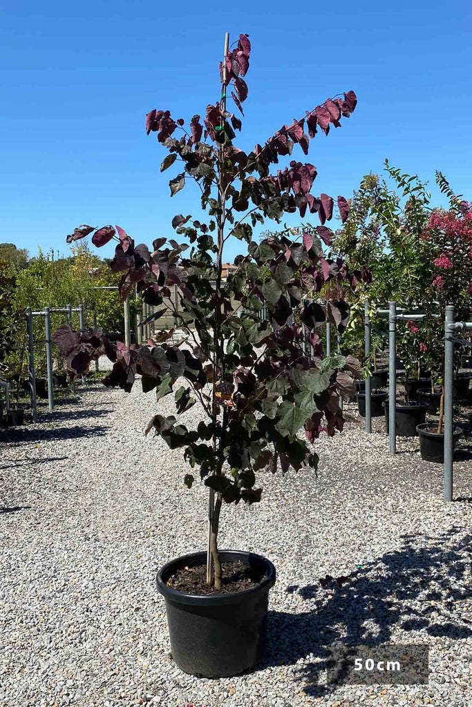 Cercis Canadensis Forest Pansy in a 50cm black pot.