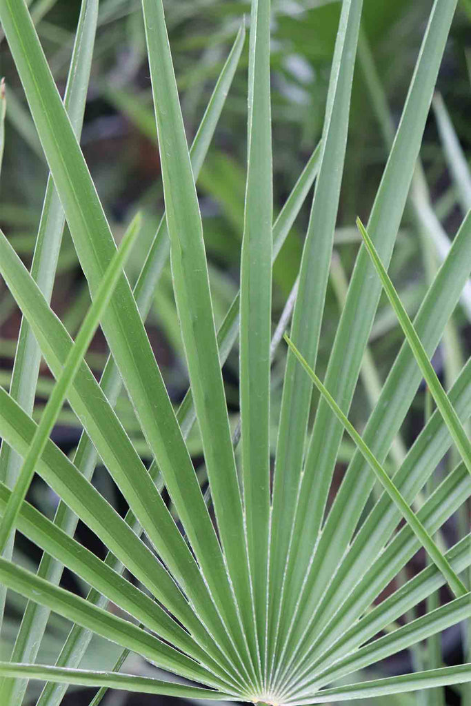 Chamaerops humilis foliage image